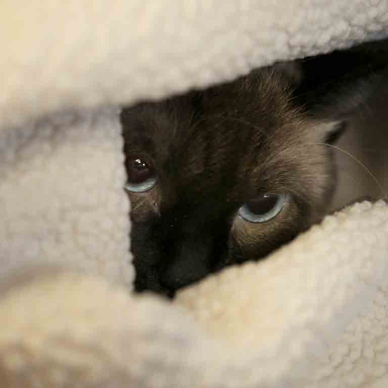 cat peeking out from bed