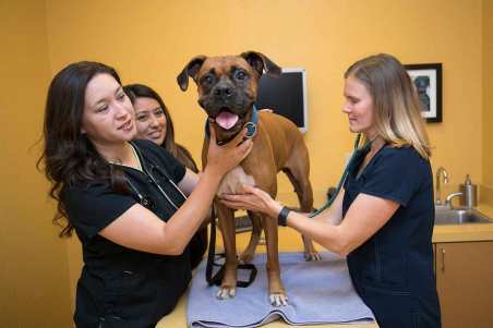 monterey veterinary clinic