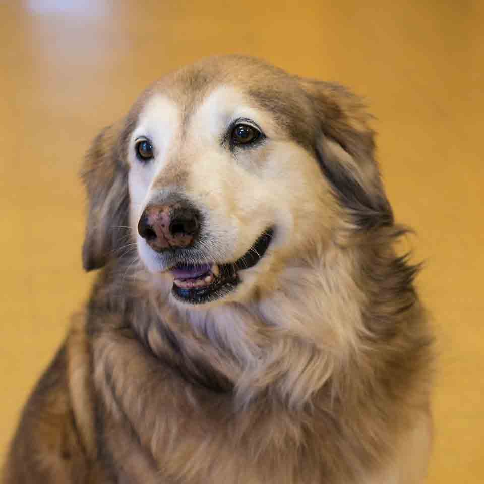 happy dog
