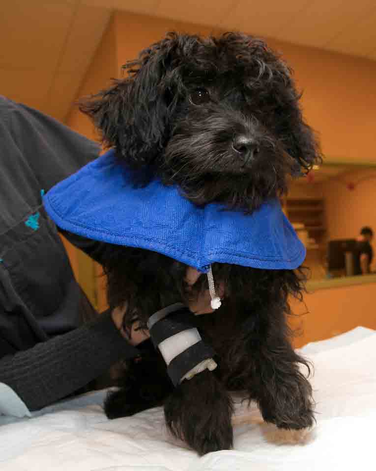 dog after surgery