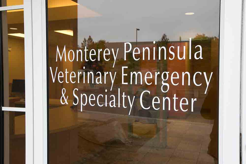 monterey veterinary clinic