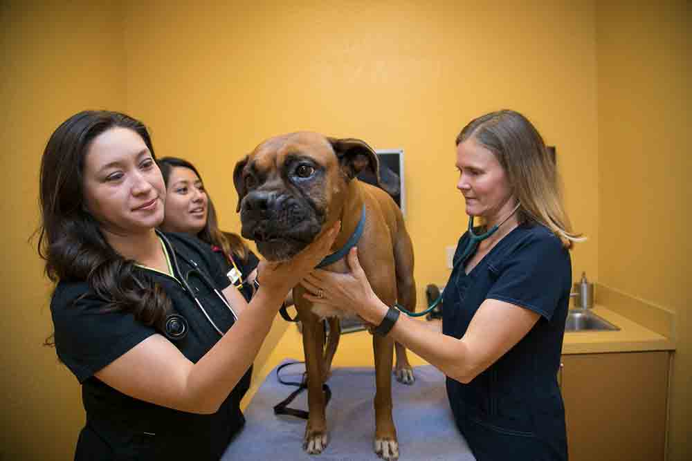 monterey veterinary clinic