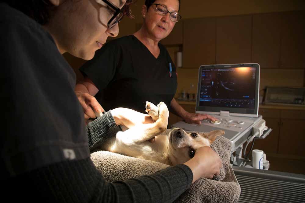 dog receiving ultrasound
